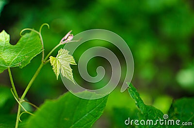 Young green leaves close-up outdoor spring Stock Photo