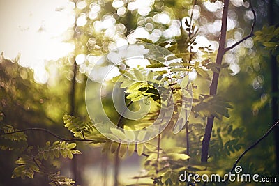 Young green leaves of Rowan, growing on thin curved branches Stock Photo