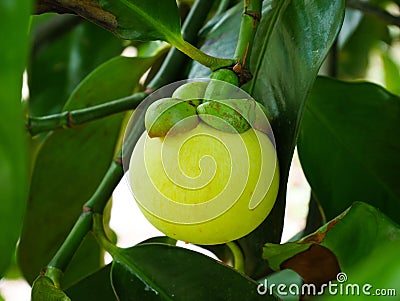 Young green mangosteen Stock Photo