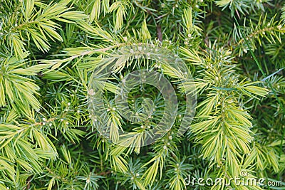 Young green needles of a coniferous tree Tsuga canadensis. Stock Photo