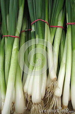 Young green onions Stock Photo