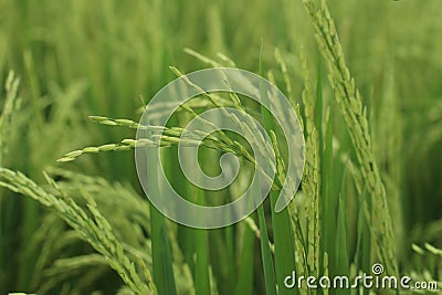 Young green paddy closeup. Fresh rice field. Agriculture background with copy space Stock Photo