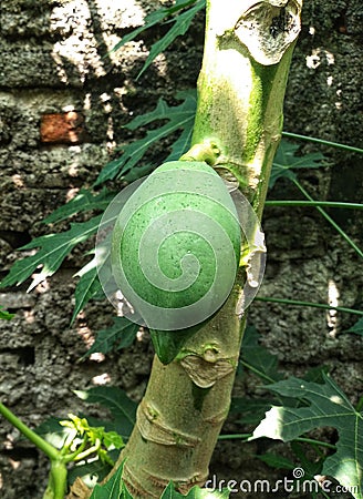 Young green papaya fruit still on the tree Stock Photo