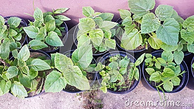 Young green paulownia tree. Seedling of Paulownia Tomentosa in pot. Plant nursery of paulownia trees outdoor Stock Photo