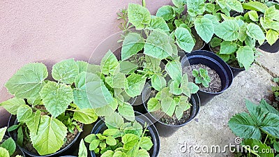 Young green paulownia tree. Seedling of Paulownia Tomentosa in pot. Plant nursery of paulownia trees outdoor Stock Photo