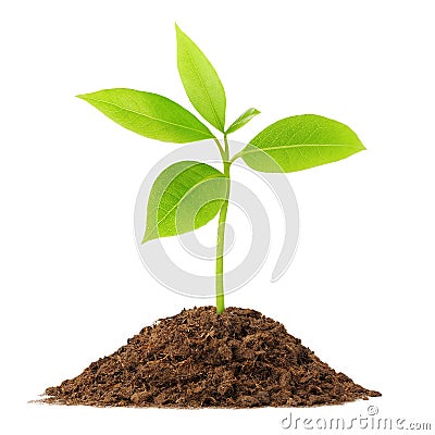 Young green plant Stock Photo