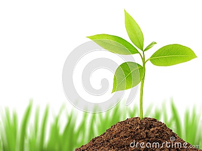 Young green plant Stock Photo