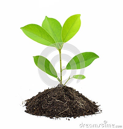 Young Green Plant. Stock Photo