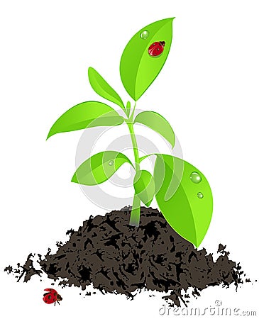 Young green plant and ladybird Vector Illustration