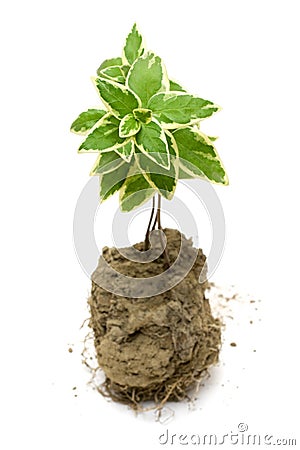 Young green plant in Soil isolated on a white background Stock Photo