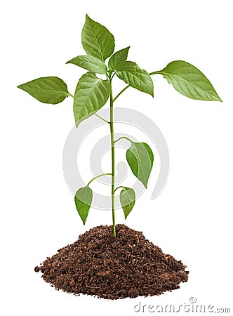 Young green plant in soil Stock Photo