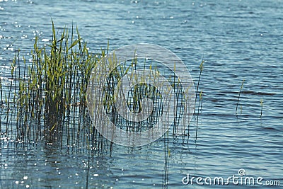 Young green reed stalks grown in shallow water Stock Photo