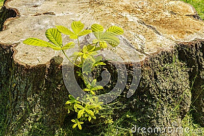 A young green shoot sprouted from the stump of a sawn tree Editorial Stock Photo