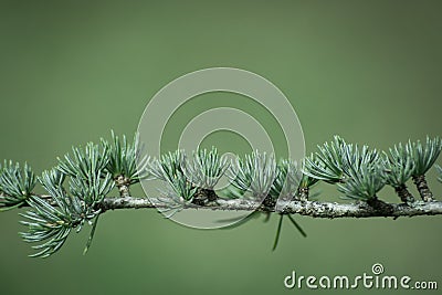 Young green shoots of coniferous tree. Needles of larch Stock Photo