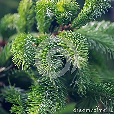 Young green shoots of garden pine Stock Photo