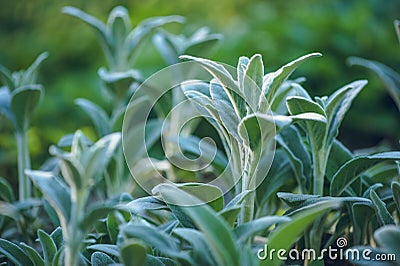 Young green shoots of sage in a spring garden. Stock Photo