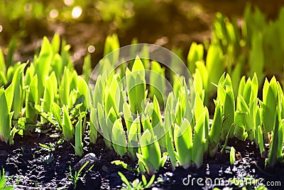 Young green shoots in the spring make their way from the ground Stock Photo