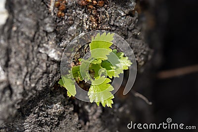 Young green sprout breaks through bark of tree. Spring has come, new life is born. Stock Photo