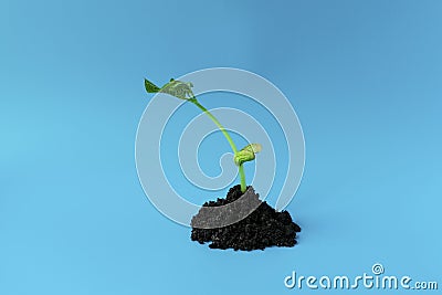 Young green sprout in the ground on a blue background. Seedling of seeds. The growth of new life. spring Stock Photo