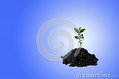Young green sprout in the ground on a blue background. Seedling of seeds. The growth of new life. spring Stock Photo