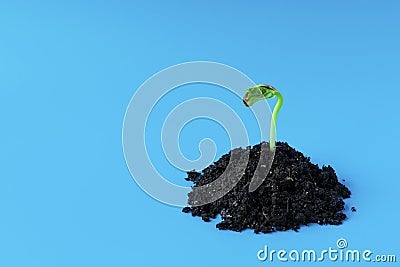 Young green sprout in the ground on a blue background. Seedling of seeds. The growth of new life. spring Stock Photo