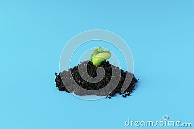 Young green sprout in the ground on a blue background. Seedling of seeds. The growth of new life. Stock Photo