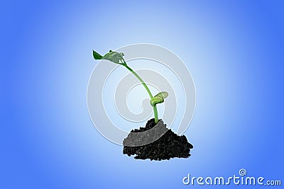 Young green sprout in the ground on a blue background. Seedling of seeds. The growth of new life. Stock Photo