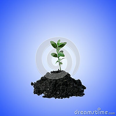 Young green sprout in the ground on a blue background. Seedling of seeds. The growth of new life. Stock Photo