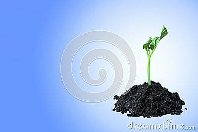 Young green sprout in the ground on a blue background. Seedling of seeds. The growth of new life. Stock Photo