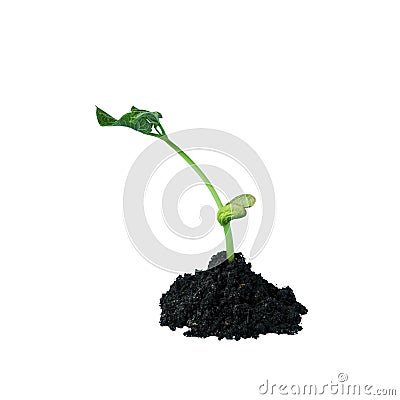 Young green sprout in the ground. Seedling of seeds. The growth of new life. spring Stock Photo