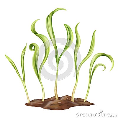 Young green sprouting spinach sprouts from seeds. A plant growing from the soil in a home garden. Organic micro-greens for healthy Cartoon Illustration