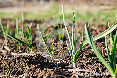 Young green sprouts of garlic growing from the soil in spring sunny day. Nature Awakening Concept Stock Photo