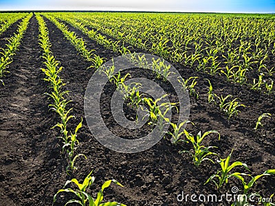 Young Green sunflower seedlings growing in a soil field. Close up on sprouting rye agricultural on a field in sunset Stock Photo