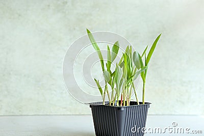 Young green sweet corn sprouts in container. Stock Photo