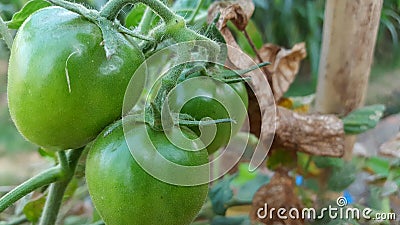 young green tomatoes, one of the fruits included in the vegetable and fruit category Stock Photo