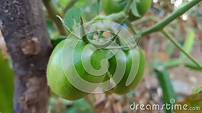 Young green tomatoes, one of the fruits included in the vegetable and fruit category Stock Photo