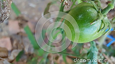 Young green tomatoes, one of the fruits included in the vegetable and fruit category Stock Photo