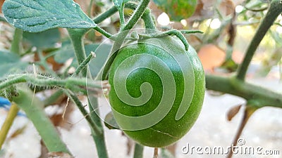 Young green tomatoes, one of the fruits included in the vegetable and fruit category Stock Photo