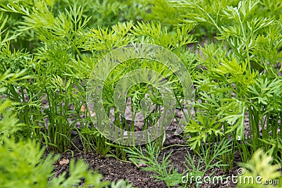 Young green tops of carrots Stock Photo