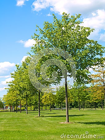 Young green trees Stock Photo