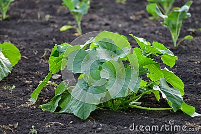 Young green vegetable marrow grow in a garden bed Stock Photo
