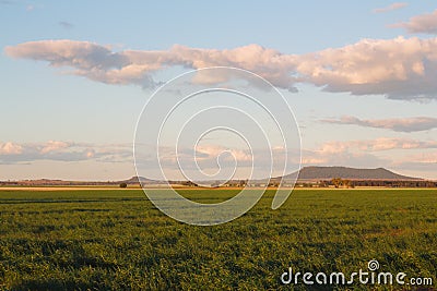 Young green wheat on the fertile plains of Bellata, NSW, Australia Stock Photo