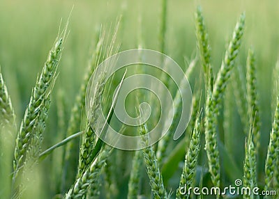 young green wheat field panoramic background banner. Ukrainian summer harvest Stock Photo