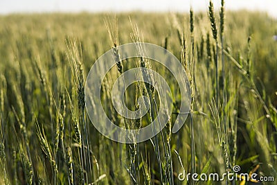 Young green wheat field. Ripening ears wheat. Agriculture. Natural product. Agricaltural landscape. Stock Photo