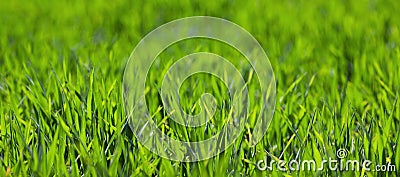 Young green wheat grows in a field. Agriculture backgrounds Stock Photo