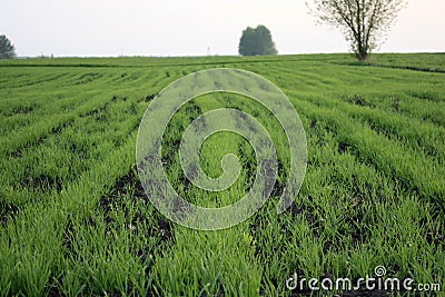 Young green wheat grows in a field. Rows of wheat sprouts, green wheat paros close up Stock Photo