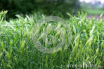 Young green wheat spikelets growing in the field outdoors. Green floral background or texture. Stock Photo