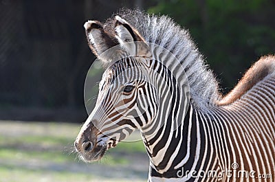 Young grevy's zebra Stock Photo