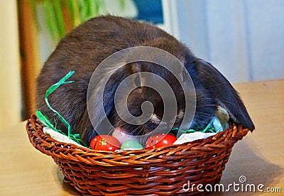 Young grey rabbit with flappy ears, sitting in easter egg nest Stock Photo