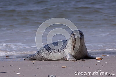 Young grey seal Stock Photo